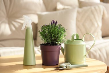 Bahçeyle ilgili aletleri olan lavanta çiçekleri.