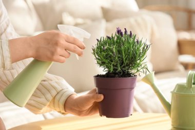 Genç bir kadın evdeki lavanta çiçeklerine su püskürtüyor.