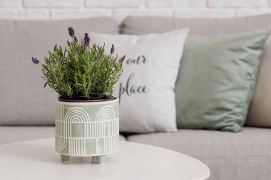 Oturma odasındaki masada lavanta çiçekleri, yakın plan.