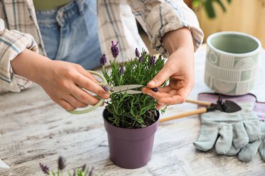 Evdeki masada lavanta çiçekleri kesen mezhepçi genç kadın, yakın plan.