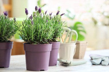 Bahçeyle ilgili aletleri olan lavanta çiçekleri masada, yakın plan.