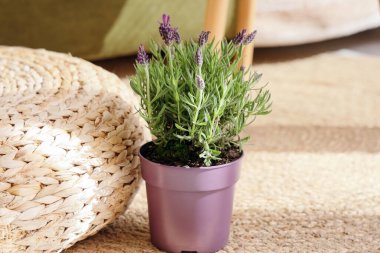 Halıdaki lavanta çiçekleri, yakın plan.