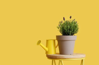 Sarı duvarın yanındaki masada lavanta çiçekleri var.