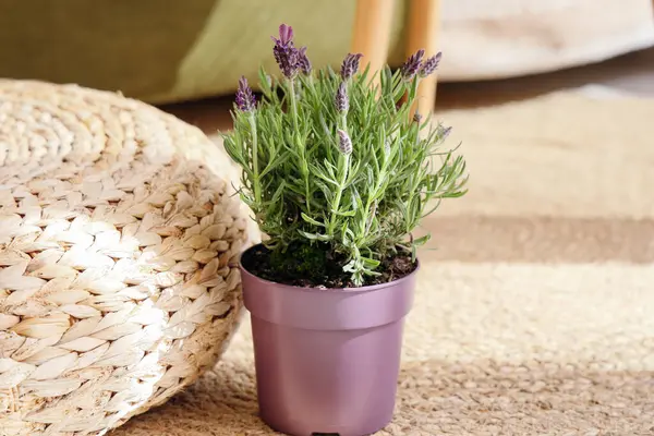 Halıdaki lavanta çiçekleri, yakın plan.