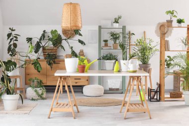 Bahçe aletleri ve aydınlık oturma odasında farklı ev bitkileriyle dolu bir masa.