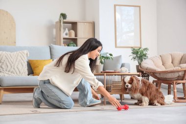 Güzel genç bir kadın, sevimli şövalye Kral Charles Spaniel 'le oynuyor.