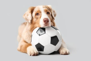 Avustralya 'nın şirin çoban köpeği, futbol topu arka planda yatıyor.