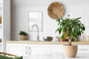 Mutfaktaki yemek masasında yeşil bitki, yakın plan.