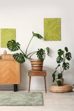 Monstera bitkileriyle oturma odasının içinde.