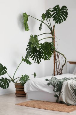 Modern yatak odasının içinde Monstera bitkileri var.