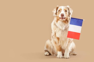 Bej arka planda Fransa bayrağı olan şirin bir köpek.