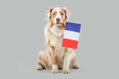 Gri arka planda Fransa bayrağı olan şirin bir köpek.