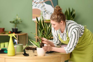 Önlüklü genç bir kadın evdeki masanın yanındaki sansevieria bitkisini naklediyor.