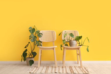 Sandalyeler ve Monstera bitkileri sarı duvarın yanında.