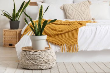 Sansevieria bitkisi yatak odasında pouf üzerinde