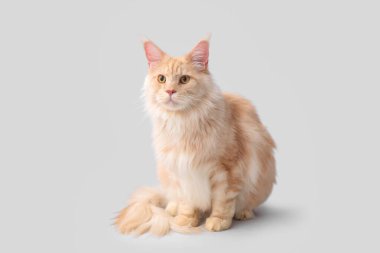 Gri arka planda oturan sevimli Maine Rakunu kedisi