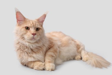 Tatlı Maine Rakunu Gri arka planda yatıyor