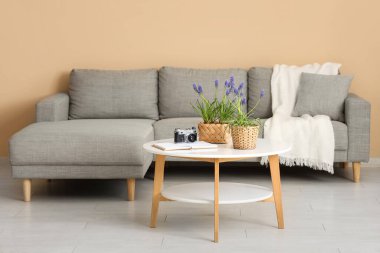 Güzel Muscari çiçekleriyle dolu bir masa, fotoğraf makinesi, not defteri ve renkli duvarın yanındaki kanepe.