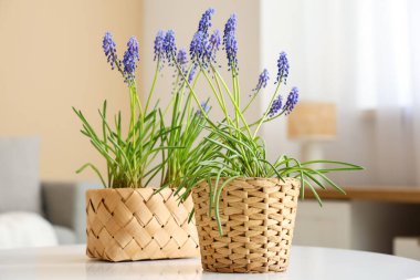 Odadaki ışık masasında güzel Muscari çiçekleri olan hasır kaplar.