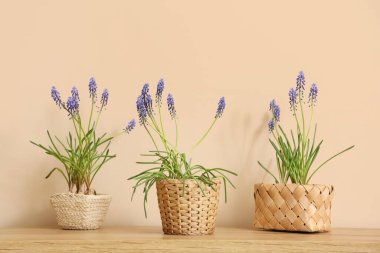 Renk duvarının yanındaki ahşap masada güzel Muscari çiçekleri olan hasır kaplar.