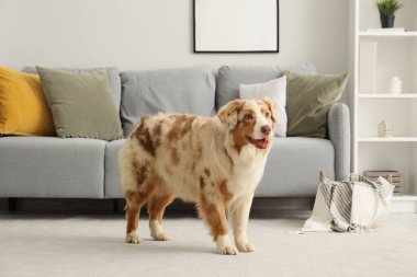 Tatlı Avustralya çoban köpeği oturma odasında halıda.
