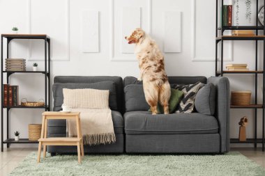 Oturma odasındaki tabloların yanındaki kanepede oturan şirin Avustralya çoban köpeği.