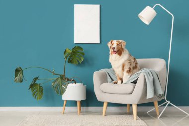 Tatlı Avustralyalı çoban köpeği oturma odasında gri koltukta.