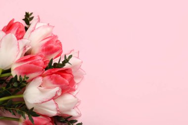 Pembe arka planda okaliptüs dalları olan güzel lale çiçekleri. Anneler Günü kutlaması