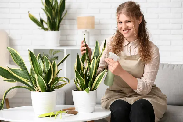 Önlüklü, elinde sprey şişesiyle evdeki sansevieria bitkisini sulayan güzel bir kadın.