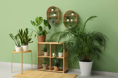 Sehpalı raflar, raflar ve oturma odasındaki yeşil duvarın yanındaki farklı bitkiler.