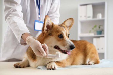 Veteriner veteriner veteriner veteriner kliniğinde şirin Corgi köpeğinin dişlerini fırçalıyor.