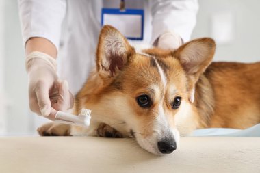 Veteriner veteriner veteriner veteriner kliniğinde şirin Corgi köpeğinin dişlerini fırçalıyor.