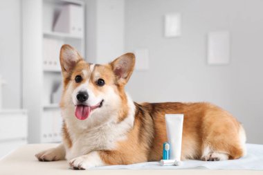 Veteriner kliniğindeki masada diş fırçası ve diş macunuyla duran sevimli Corgi köpeği.