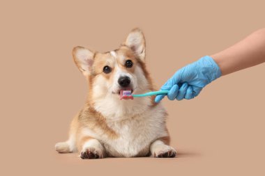 Bej arka planda şirin Corgi köpeğinin dişlerini fırçalayan veteriner.
