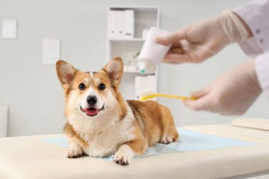 Veteriner veteriner veteriner veteriner kliniğindeki şirin Corgi köpeğinin yanındaki diş fırçasına diş macunu sürüyor.