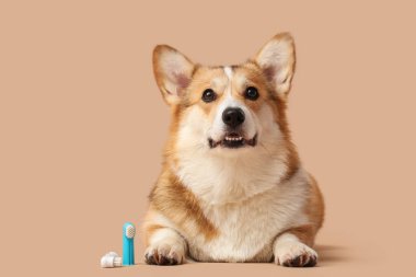 Bej arka planda parmak diş fırçası olan şirin Corgi köpeği.