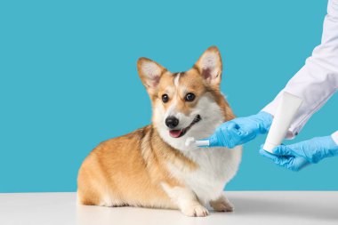 Parmak fırçasıyla veteriner mavi arka planda şirin Corgi köpeğinin dişlerini fırçalıyor.