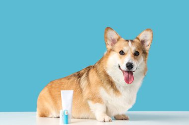 Mavi arka planda oturan parmak fırçası ve diş macunuyla şirin Corgi köpeği.