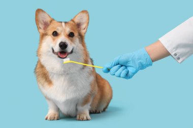 Mavi arka planda şirin Corgi köpeğinin dişlerini fırçalayan veteriner.