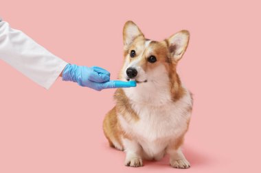Parmak fırçasıyla veteriner pembe arka planda şirin Corgi köpeğinin dişlerini fırçalıyor.