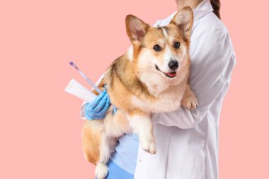 Diş fırçası ve diş macunuyla veteriner pembe arka planda şirin bir Corgi köpeği tutuyor.