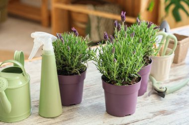 Bahçeyle ilgili aletleri olan lavanta çiçekleri masada, yakın plan.