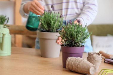 Masada turba kapları olan lavanta çiçekleri. Çiçek sulayan kadınlara karşı, yakın plan.