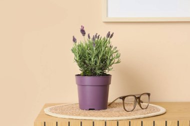 Bej duvarın yanında gözlüklü lavanta çiçekleri.