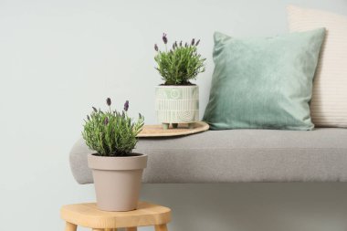 Hafif duvarın yanında lavanta çiçekleri olan tabure ve yumuşak bank