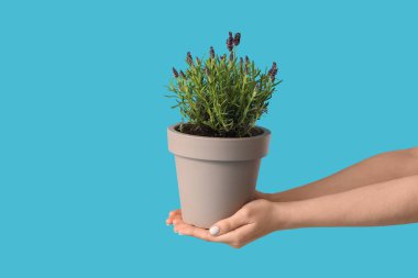 Mavi arka planda lavanta çiçekli tencereyi tutan kadın elleri