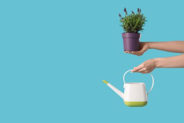 Mavi arka planda lavanta çiçekleri ve sulama kutusu olan tencereyi tutan kadın eller.