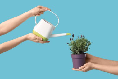 Mavi arka planda lavanta çiçekleri ve sulama kutusu olan tencereyi tutan kadın eller.