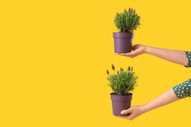 Sarı arka planda lavanta çiçekli çanak çömlek tutan kadın elleri