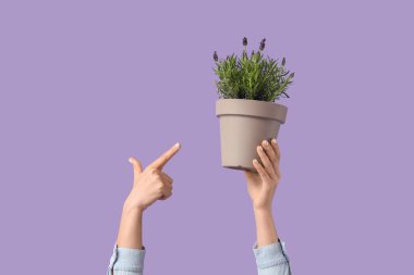 Esrarı işaret eden kadın elleri eflatun arkaplanlı lavanta çiçekleri